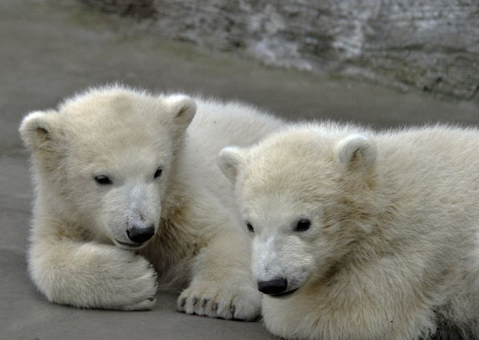 Arktos und Nanuk, das waren unsere Eisbärkinder